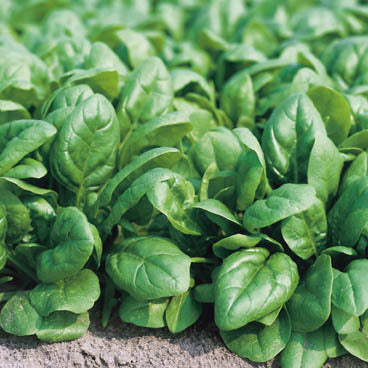 Spinach 'Renegade' F1