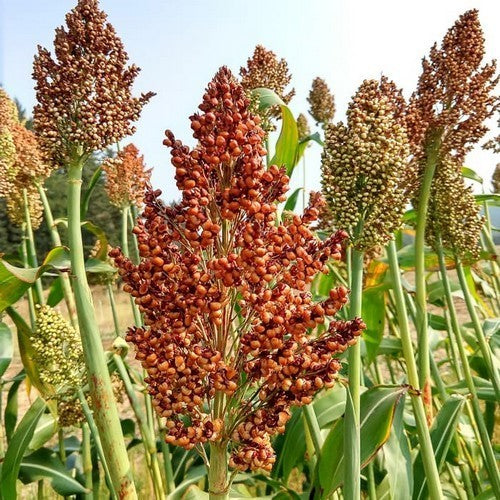Sudan Grass 'Ba-Ye-Qi'