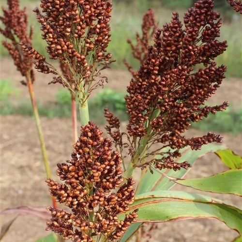 Sudan Grass 'Ba-Ye-Qi'