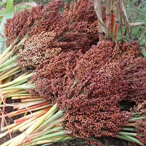 Sudan Grass 'Ba-Ye-Qi'