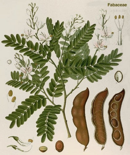 Tamarinde