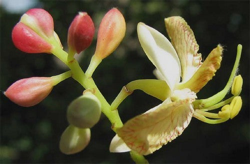 Tamarinde