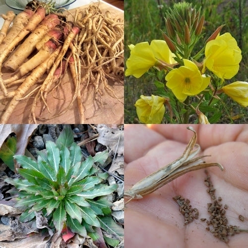 Teunisbloem