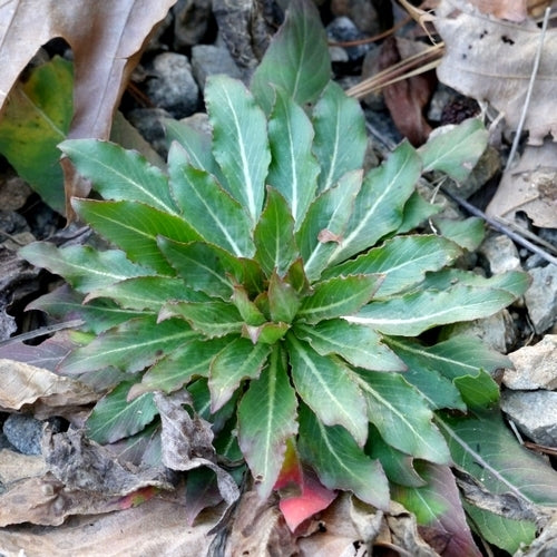 Teunisbloem