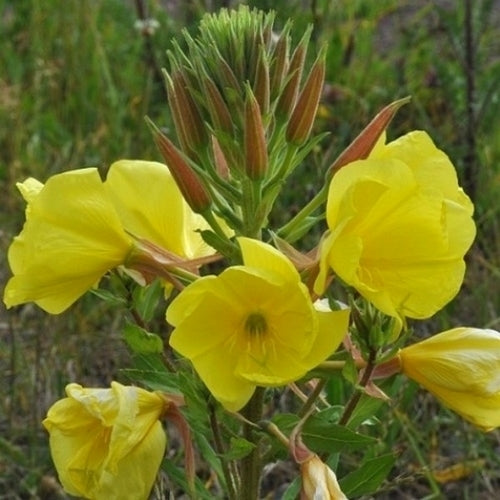 Teunisbloem