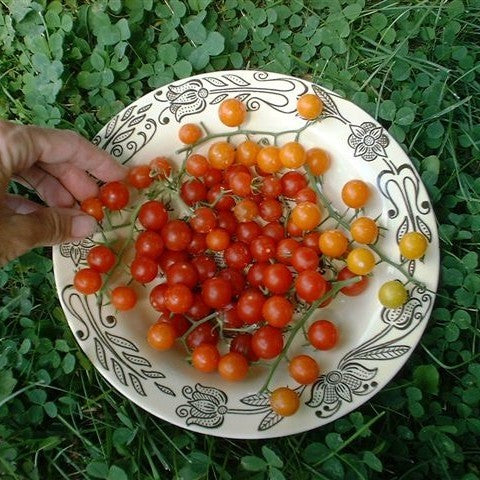 Cherry tomato 'ABC Potato-Leaf'