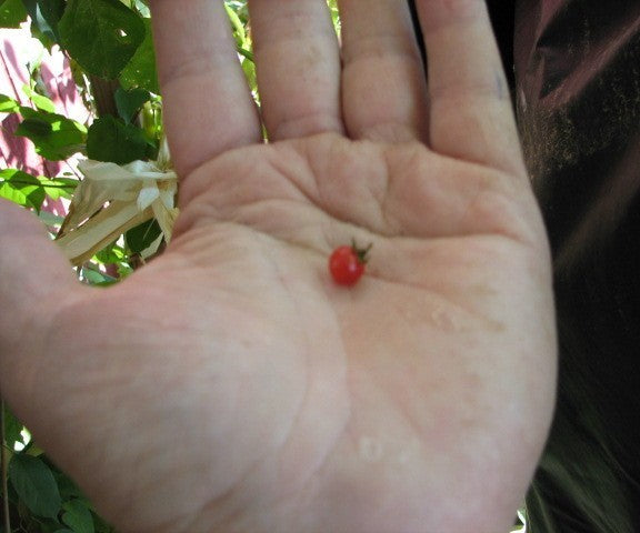 Cherry tomato 'ABC Potato-Leaf'