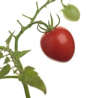 Cherry tomato 'ABC Potato-Leaf'