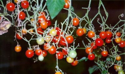 Cherry tomato 'ABC Potato-Leaf'
