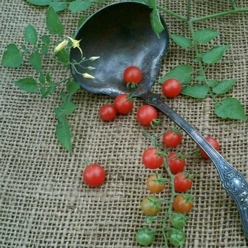 Cherry tomato 'ABC Potato-Leaf'