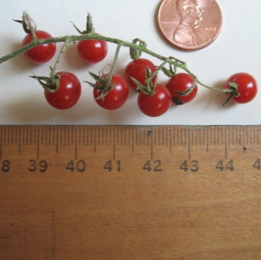 Cherry tomato 'ABC Potato-Leaf'