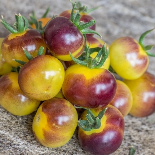 Cherry Tomato 'Antho Weiss'