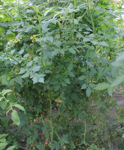 Wild Tomaatje 'Mix'