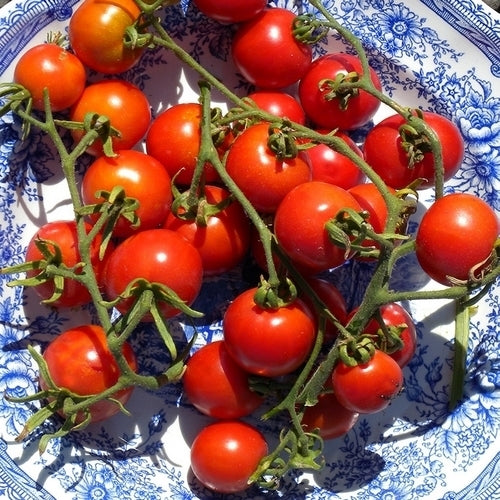 Cherry Tomato 'Alaska'