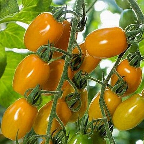 Kerstomaatje 'Barry's Crazy Cherry''