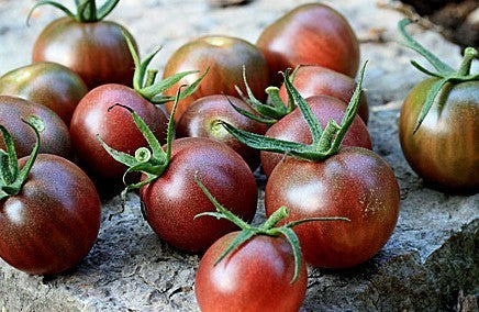 Kerstomaat 'Black Cherry'