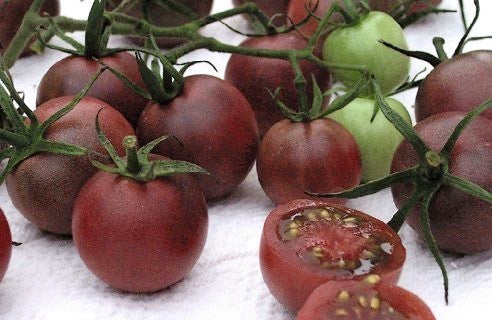 Kerstomaat 'Black Cherry'