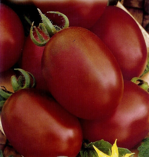 Olijftomaatje 'Brown Egg Cherry'