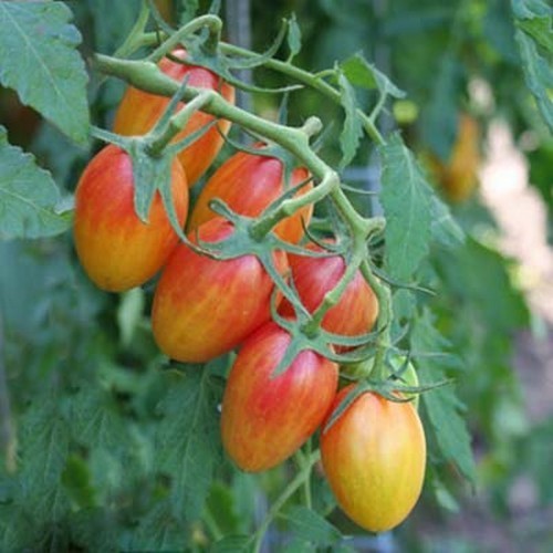 Olijftomaatje 'Blush Tiger' / 'Blush'