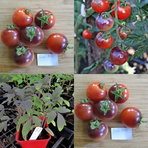 Cherry Tomato 'Blue Pitts'
