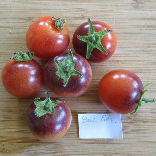 Cherry Tomato 'Blue Pitts'