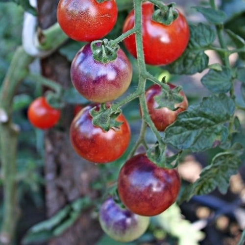 Cherry Tomato 'Blue Pitts'