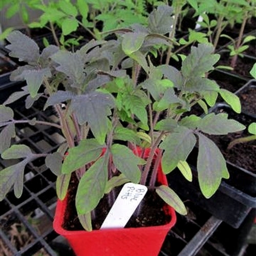 Cherry Tomato 'Blue Pitts'