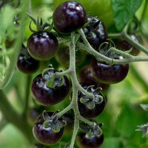 Kerstomaat 'Blue Berries' / 'Blueberry'