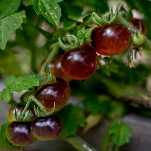 Kerstomaat 'Blue Berries' / 'Blueberry'