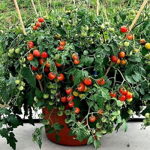 Cherry Tomato 'Boomer Baby' F1 / 'Baby Boomer' F1