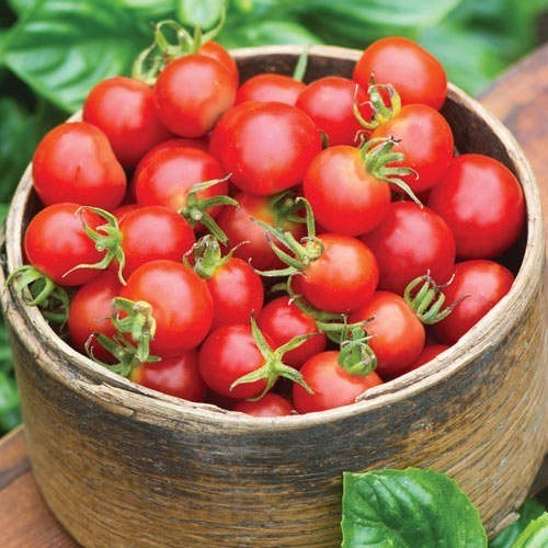 Cherry Tomato 'Boomer Baby' F1 / 'Baby Boomer' F1