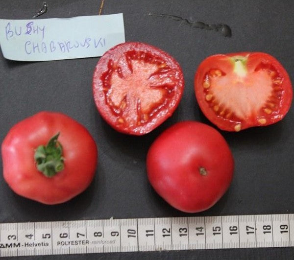 Pingpongtomaat 'Bushy Chabarowski'