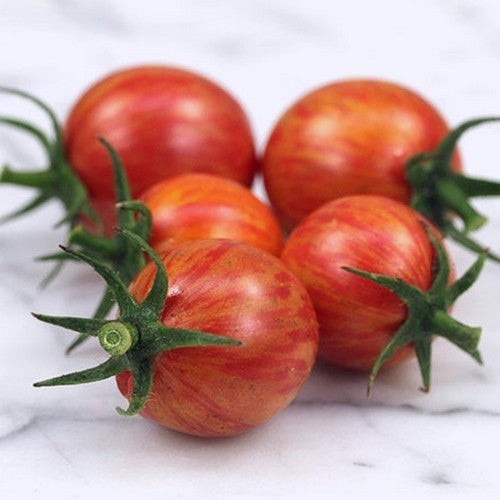 Kerstomaat 'Bumble Bee Pink'