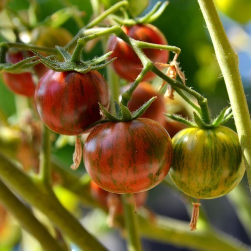 Cherry tomato 'Bumble Bee Purple'
