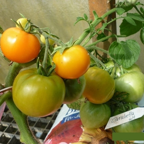 Pingpongtomaat 'Carabetta' / 'Carrabetta Orange'