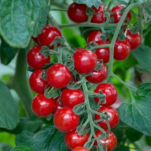 Kerstomaat 'Cherry Baby' F1