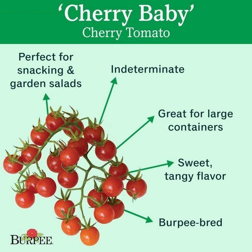 Kerstomaat 'Cherry Baby' F1