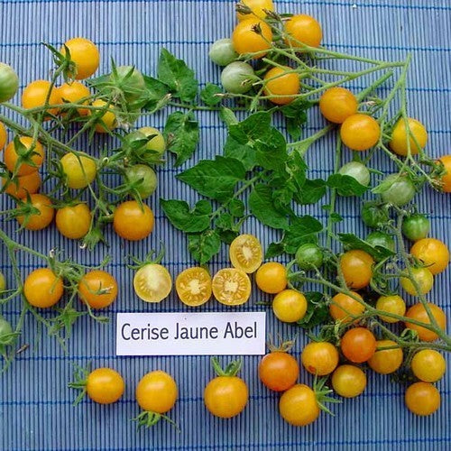 Kerstomaat 'Cerise Jaune Abel' / ‘Mirabelle Jaune’ / ‘Go’