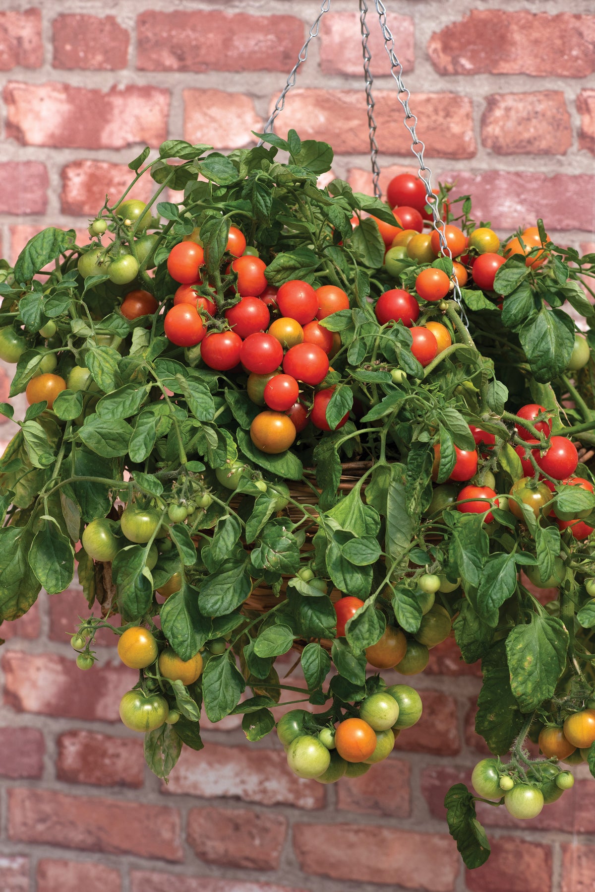 Cherry Tomato 'Cherry Falls'