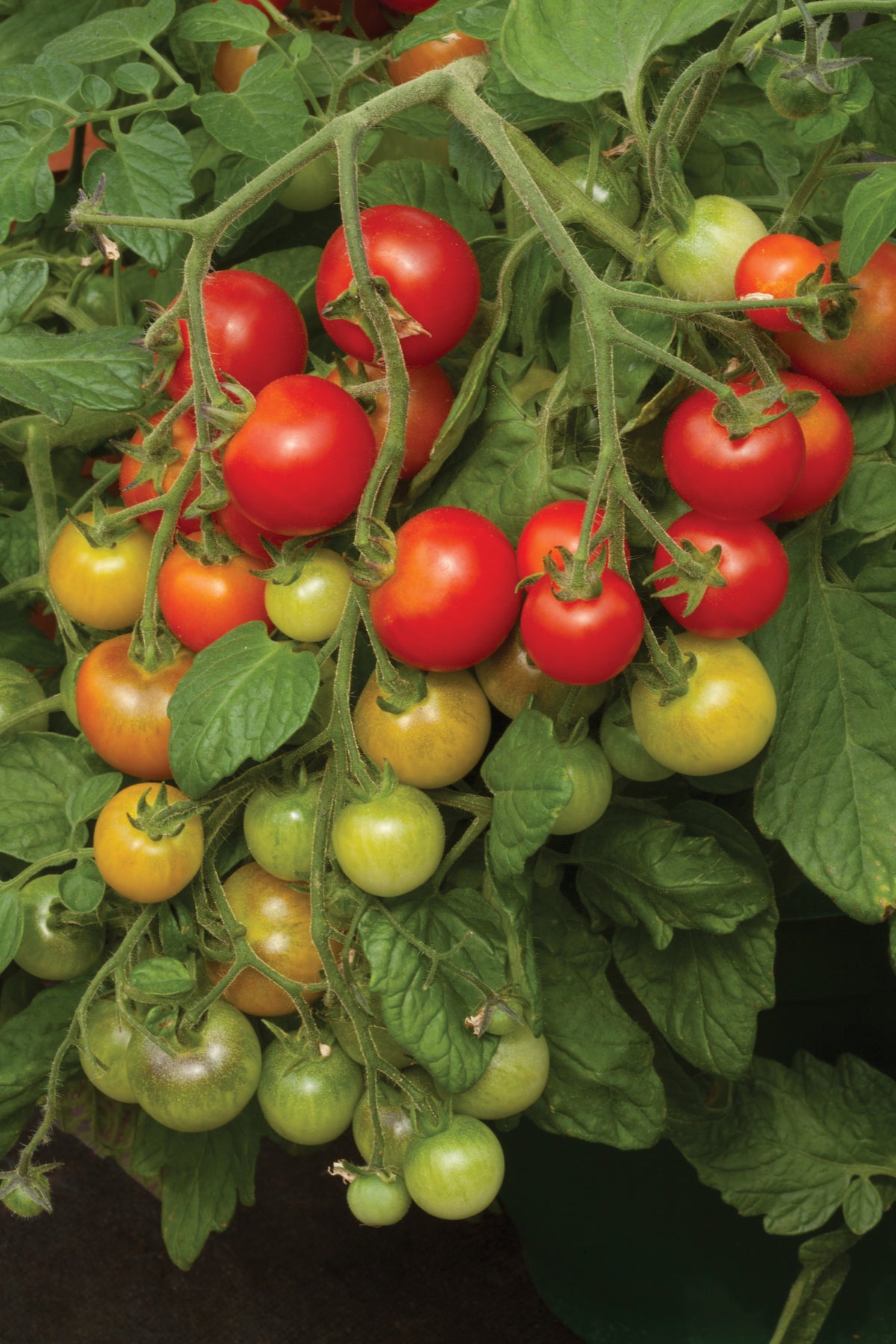 Cherry Tomato 'Cherry Falls'