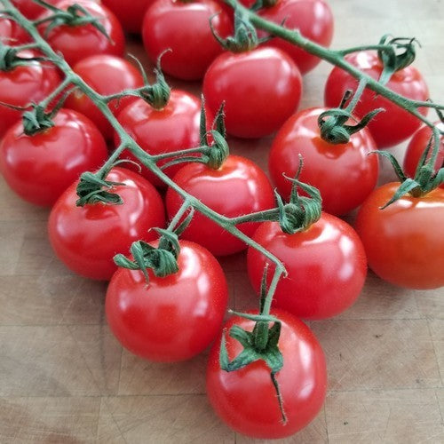 Cherry tomato 'Chadwick's Cherry'