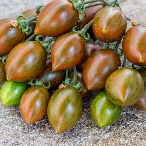 Droplet Tomato 'Cookie Select' / 'Cookie's Cherry'
