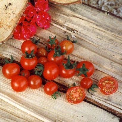Cherry Tomato 'Tomadose des Comores'