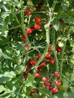 Cherry Tomato 'Tomadose des Comores'
