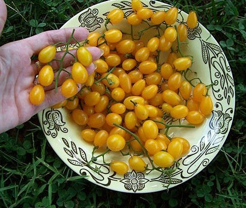 Olijftomaatje 'Cuban Yellow Grape'