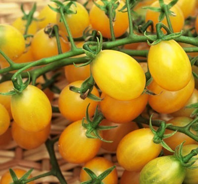 Olijftomaatje 'Cuban Yellow Grape'
