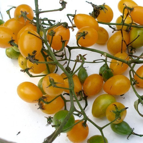 Olijftomaatje 'Cuban Yellow Grape'