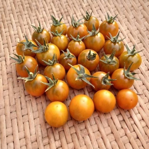 Cherry tomato 'Dusk Orange Muscat'