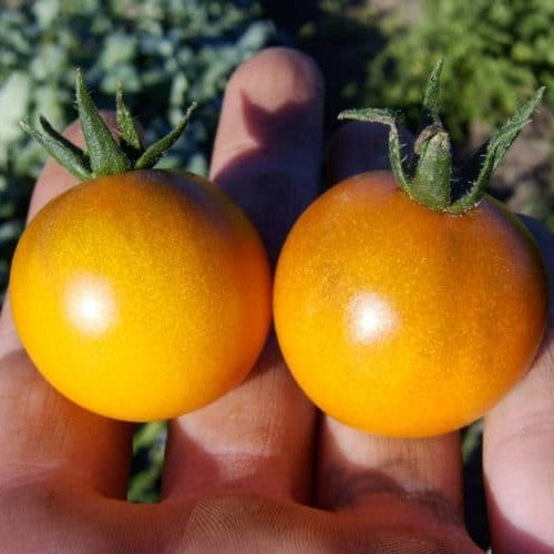 Cherry tomato 'Dusk Orange Muscat'