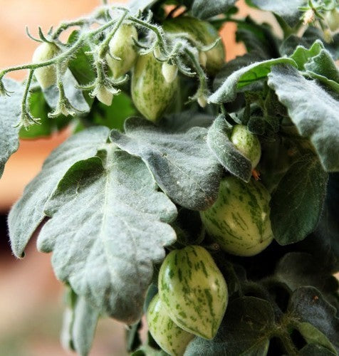 Kerstomaat 'Fuzzy Wuzzy'